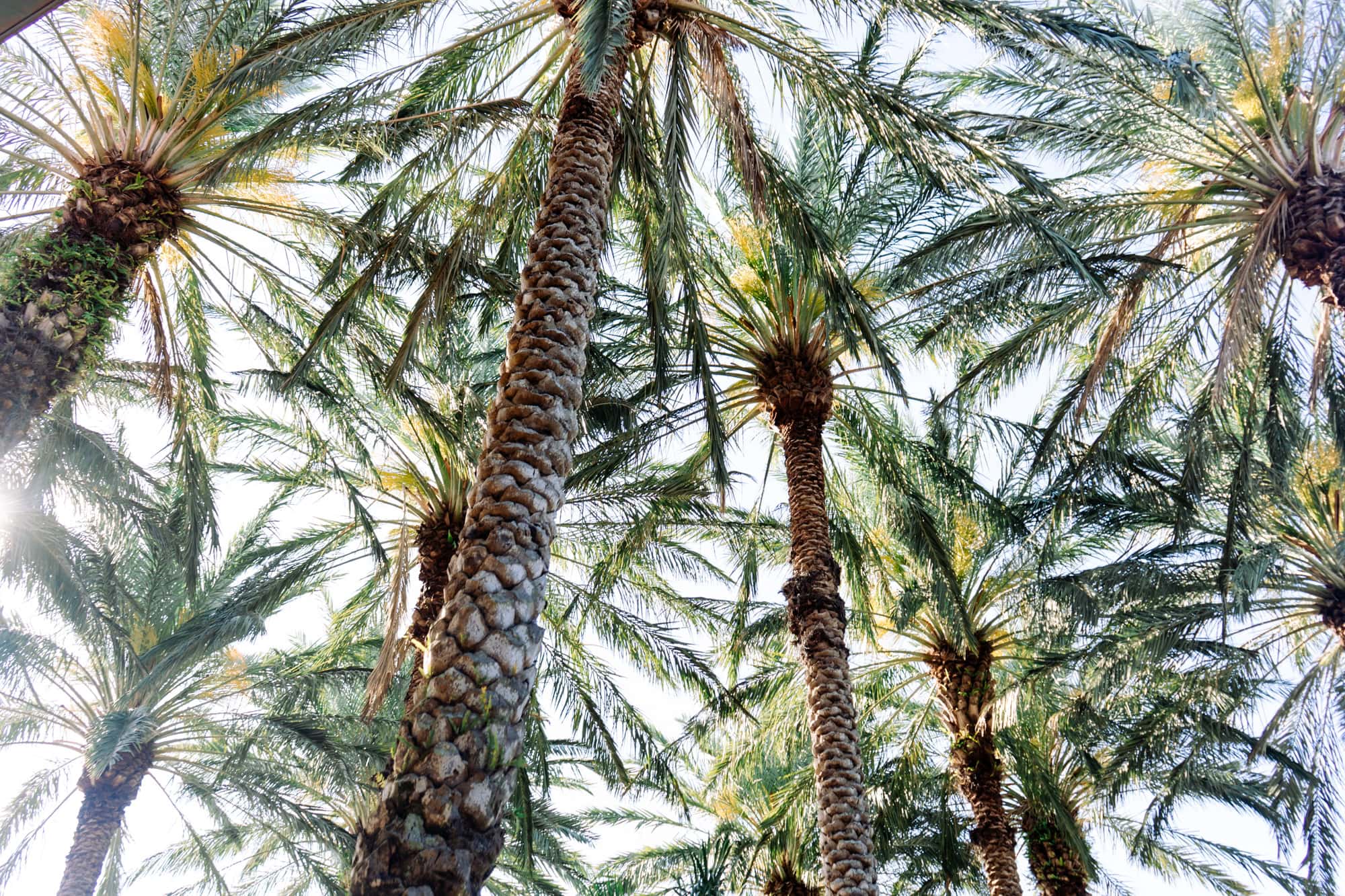 Palm trees provide cover overhead within the courtyard at Poynter Institute