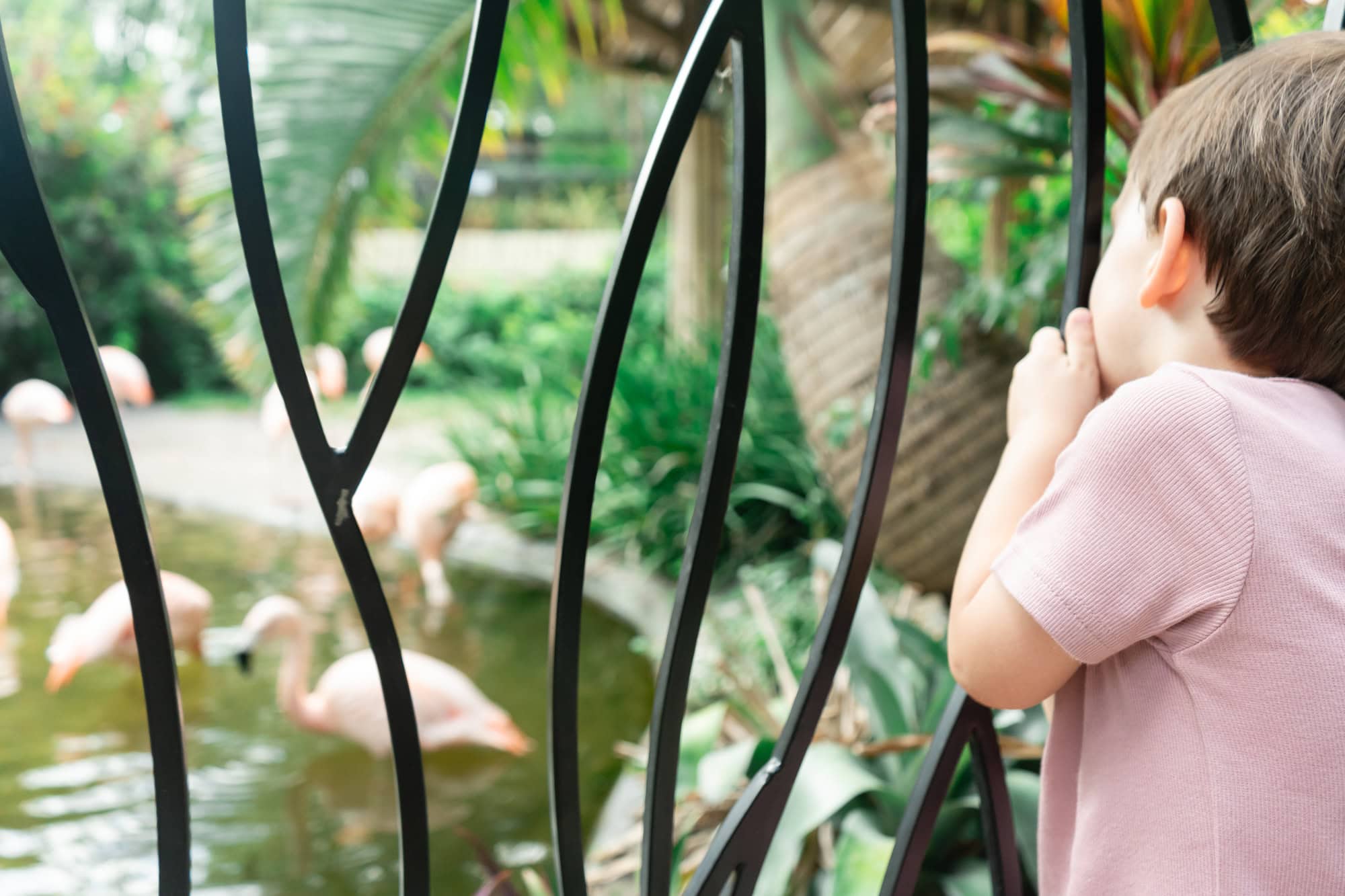 Little boy in a pink shirt watching flamingos through the railing at Sunken Gardens family photography session